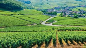 French wine Education